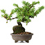 Juniperus rigida, 12,5 cm, ± 10 años