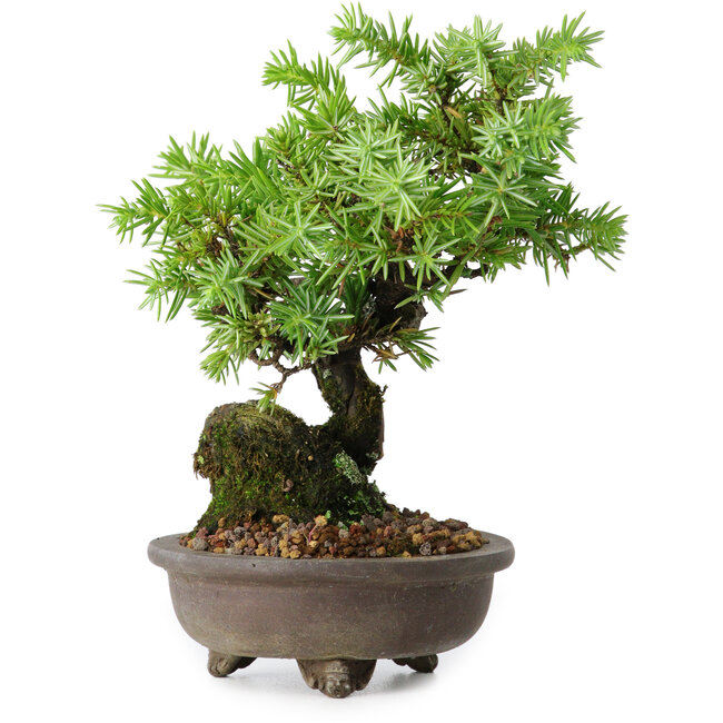 Juniperus rigida, 12,5 cm, ± 10 años