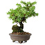 Juniperus rigida, 12,5 cm, ± 10 ans