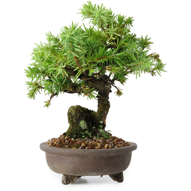 Juniperus rigida, 12,5 cm, ± 10 ans