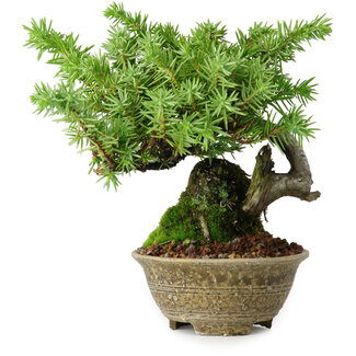 Juniperus rigida, 12,5 cm, ± 10 anni
