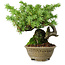 Juniperus rigida, 12,5 cm, ± 10 Jahre alt