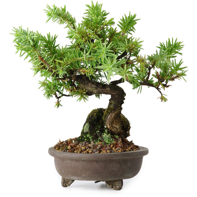 Juniperus rigida, 12,5 cm, ± 10 anni
