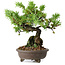 Juniperus rigida, 12,5 cm, ± 10 años