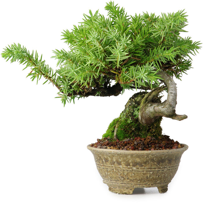 Juniperus rigida, 12,5 cm, ± 10 anni