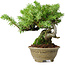 Juniperus rigida, 12,5 cm, ± 10 ans