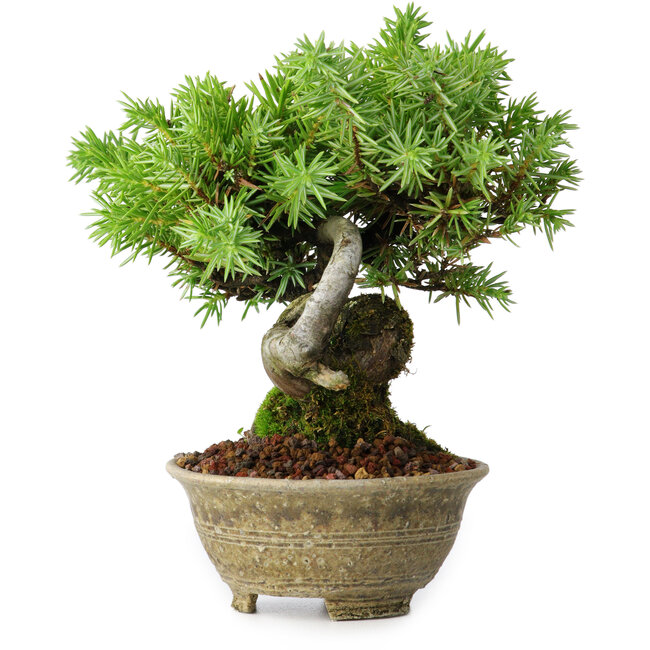 Juniperus rigida, 12,5 cm, ± 10 ans