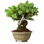 Juniperus rigida, 12,5 cm, ± 10 ans
