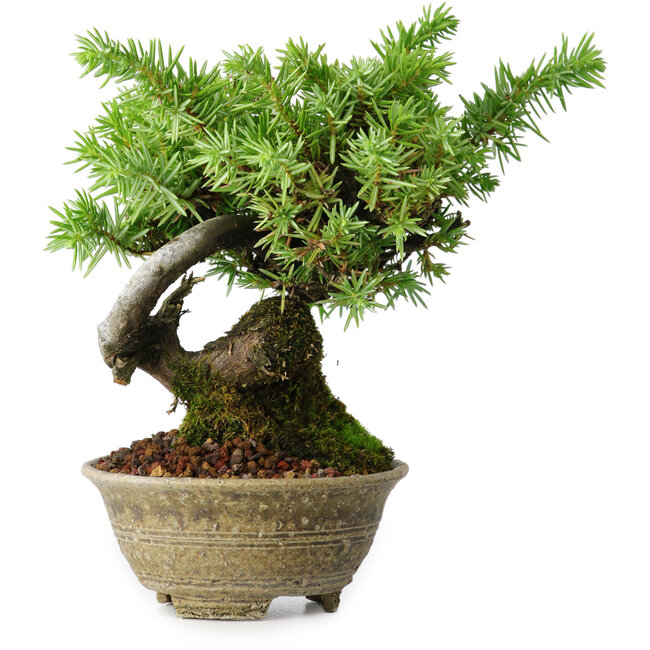 Juniperus rigida, 12,5 cm, ± 10 años