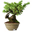 Juniperus rigida, 12,5 cm, ± 10 Jahre alt