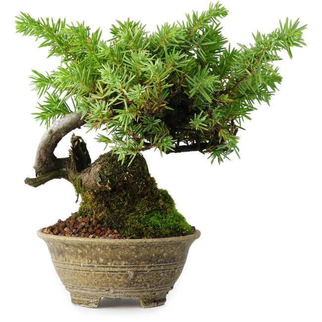 Juniperus rigida, 12,5 cm, ± 10 años