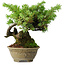 Juniperus rigida, 12,5 cm, ± 10 anni