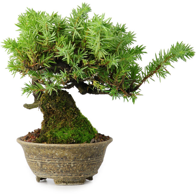 Juniperus rigida, 12,5 cm, ± 10 ans
