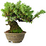 Juniperus rigida, 12,5 cm, ± 10 anni