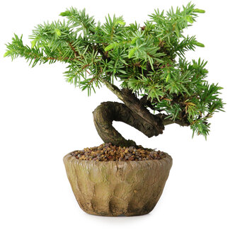 Juniperus rigida, 11 cm, ± 10 ans