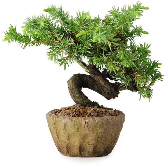 Juniperus rigida, 11 cm, ± 10 ans