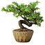Juniperus rigida, 11 cm, ± 10 ans