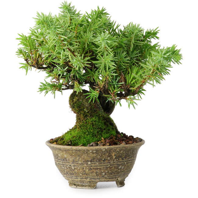 Juniperus rigida, 12,5 cm, ± 10 ans