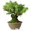 Juniperus rigida, 12,5 cm, ± 10 anni