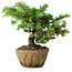 Juniperus rigida, 11 cm, ± 10 ans