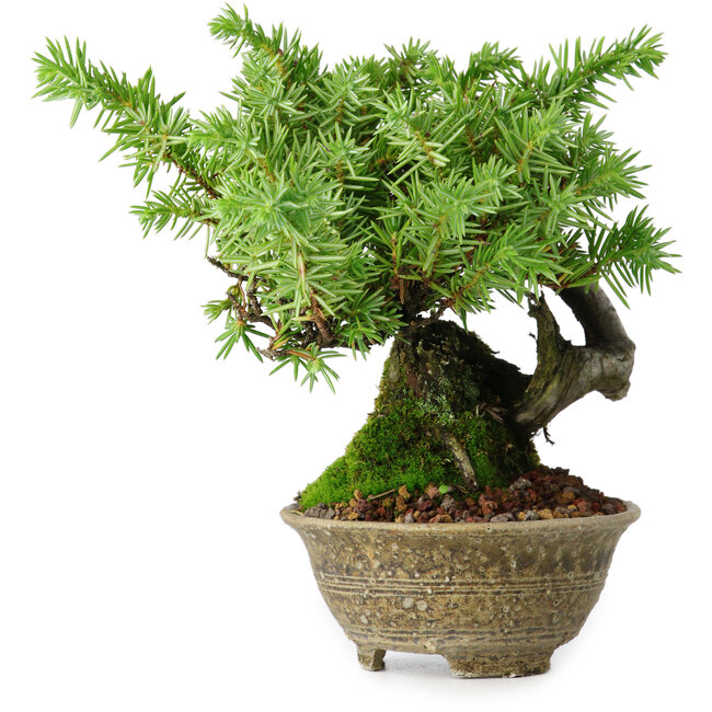 Juniperus rigida, 12,5 cm, ± 10 ans
