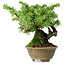 Juniperus rigida, 12,5 cm, ± 10 ans
