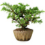 Juniperus rigida, 11 cm, ± 10 ans