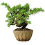 Juniperus rigida, 11 cm, ± 10 ans