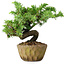 Juniperus rigida, 11 cm, ± 10 ans