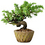 Juniperus rigida, 11 cm, ± 10 ans