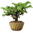 Juniperus rigida, 11 cm, ± 10 ans