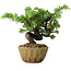 Juniperus rigida, 11 cm, ± 10 ans