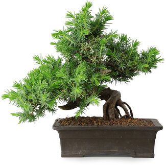Juniperus rigida, 20 cm, ± 15 ans