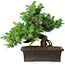 Juniperus rigida, 20 cm, ± 15 ans