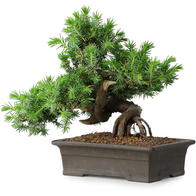 Juniperus rigida, 20 cm, ± 15 ans