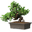 Juniperus rigida, 20 cm, ± 15 ans