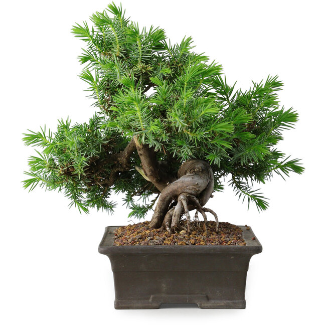 Juniperus rigida, 20 cm, ± 15 años