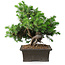 Juniperus rigida, 20 cm, ± 15 ans