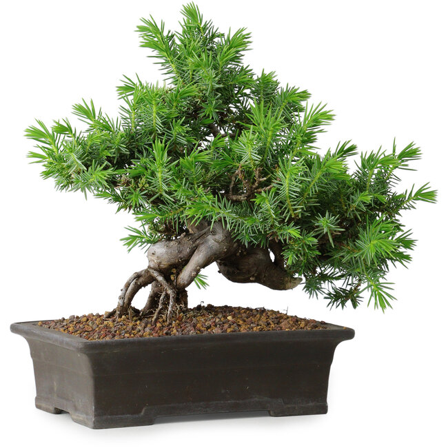 Juniperus rigida, 20 cm, ± 15 ans