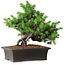 Juniperus rigida, 20 cm, ± 15 ans