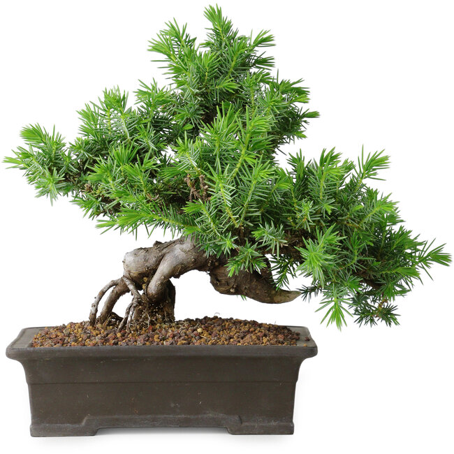 Juniperus rigida, 20 cm, ± 15 years old