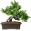 Juniperus rigida, 20 cm, ± 15 ans