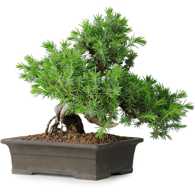 Juniperus rigida, 20 cm, ± 15 ans