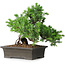 Juniperus rigida, 20 cm, ± 15 ans