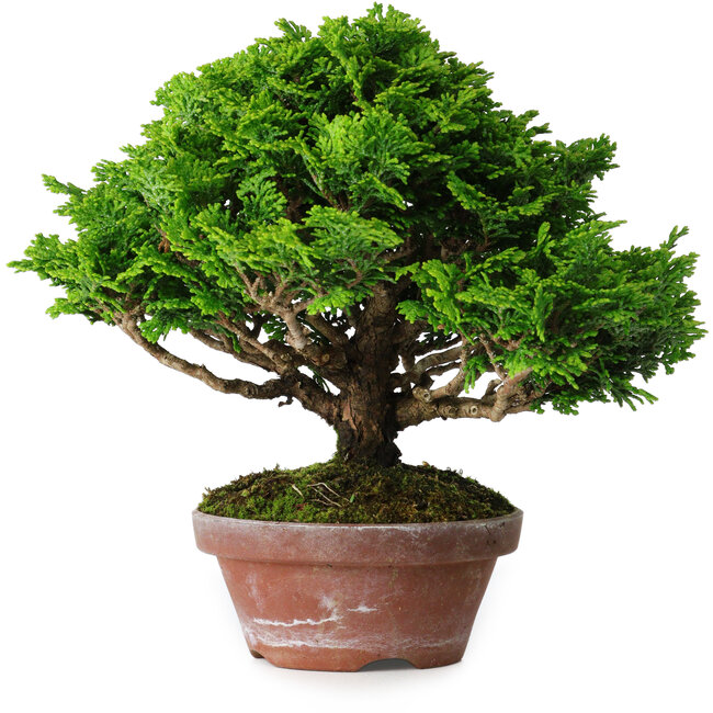 Chamaecyparis obtusa, 16 cm, ± 10 ans
