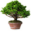 Chamaecyparis obtusa, 16 cm, ± 10 jaar oud