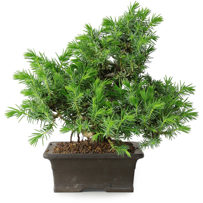 Juniperus rigida, 20 cm, ± 15 anni