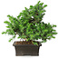 Juniperus rigida, 20 cm, ± 15 ans