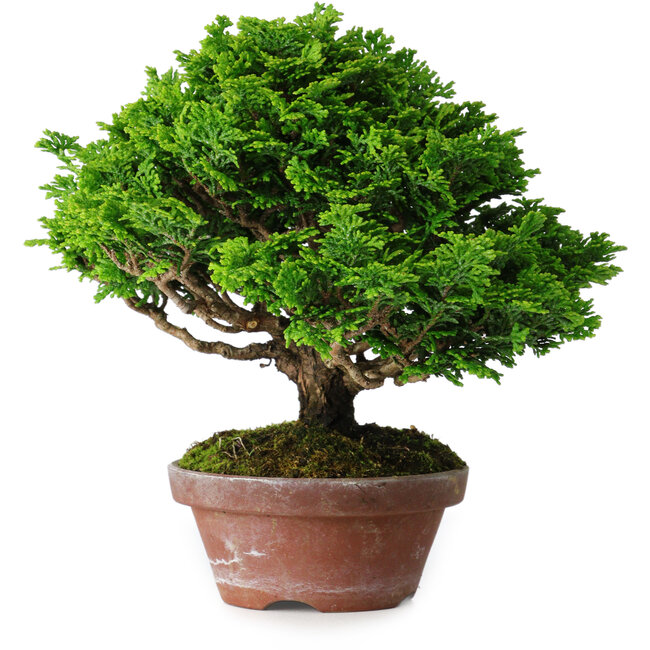 Chamaecyparis obtusa, 16 cm, ± 10 ans