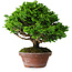 Chamaecyparis obtusa, 16 cm, ± 10 ans